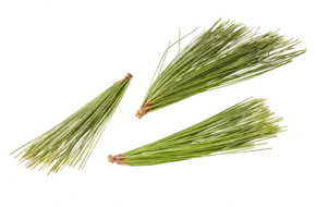 Dennentopjes 20gr.